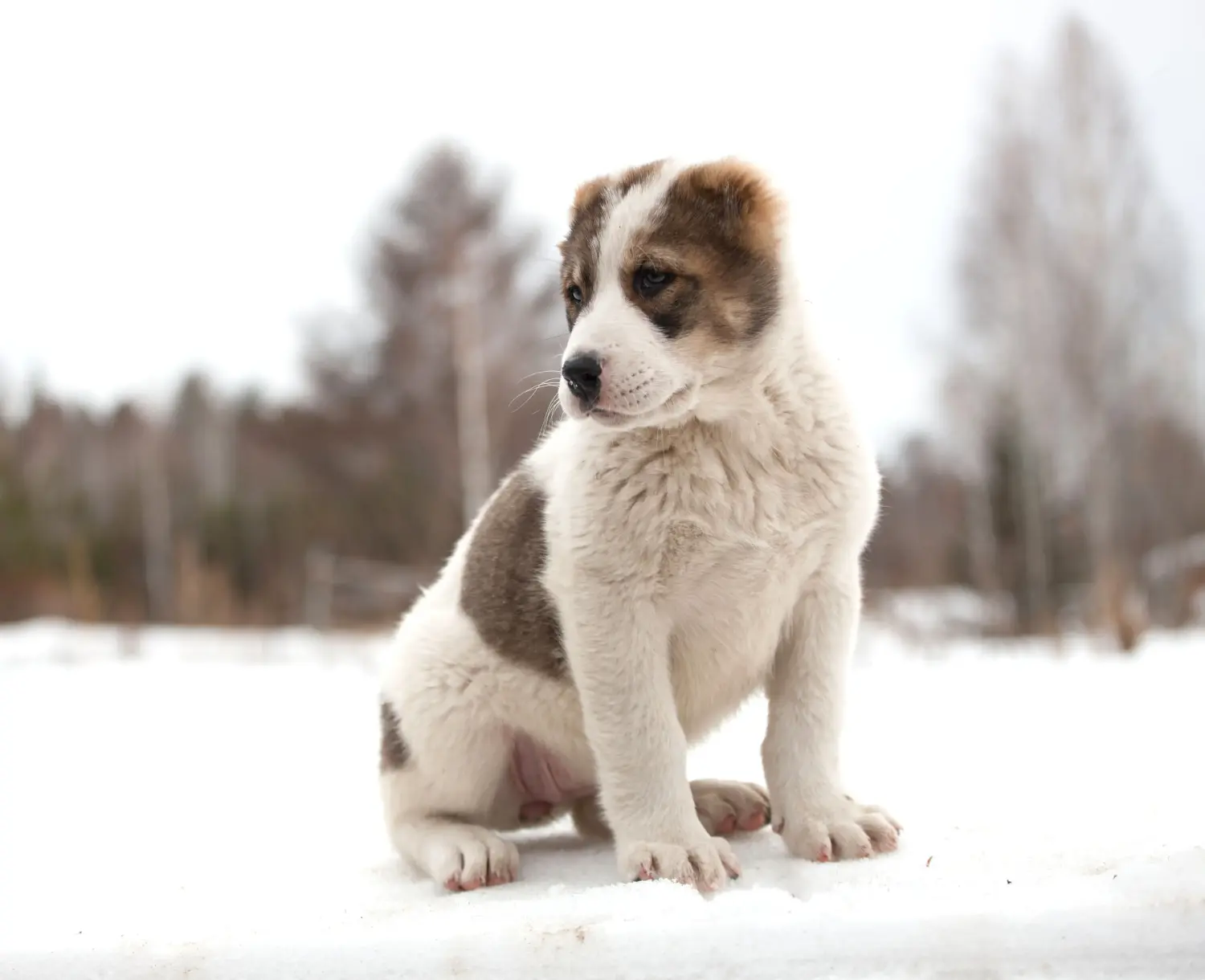 Buying a Central Asian Shepherd puppy means taking responsibility! Buy Central Asian Shepherd puppies.