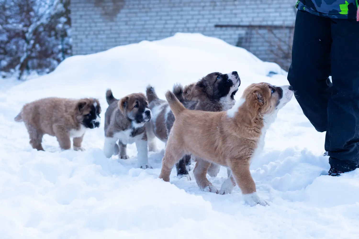 Buying a Central Asian Shepherd puppy means taking responsibility! Buy Central Asian Shepherd puppies.