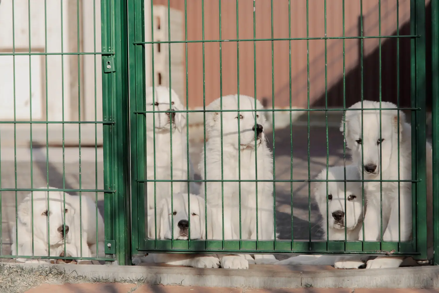 Buying a Central Asian Shepherd puppy means taking responsibility! Buy Central Asian Shepherd puppies.