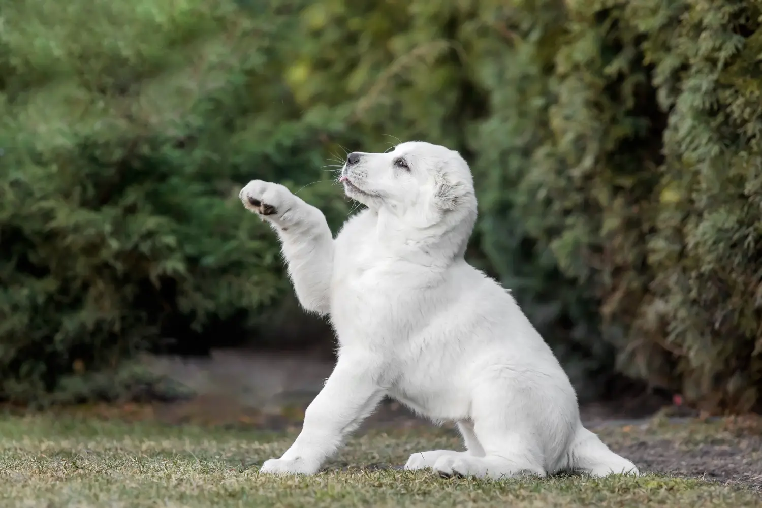 Buying a Central Asian Shepherd puppy means taking responsibility! Buy Central Asian Shepherd puppies.