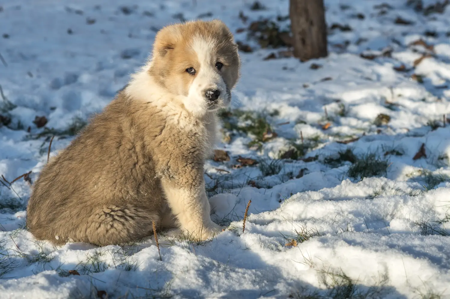 Buying a Central Asian Shepherd puppy means taking responsibility! Buy Central Asian Shepherd puppies.