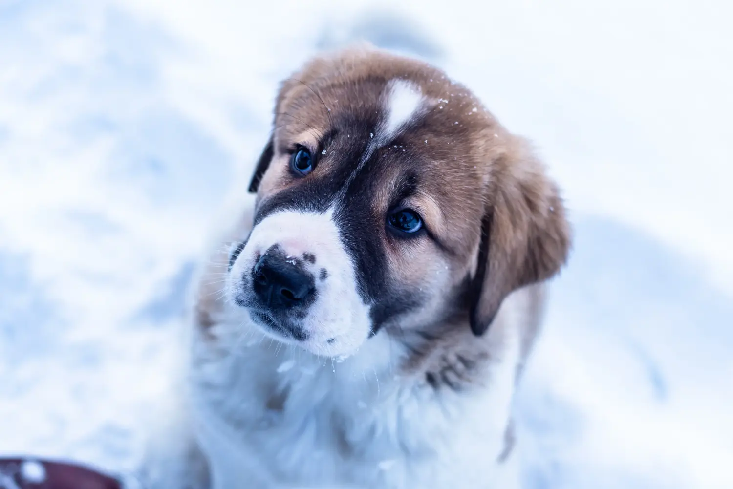 Buying a Central Asian Shepherd puppy means taking responsibility! Buy Central Asian Shepherd puppies.
