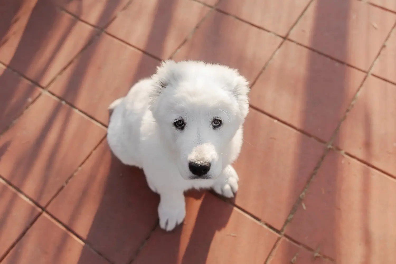Buying a Central Asian Shepherd puppy means taking responsibility! Buy Central Asian Shepherd puppies.