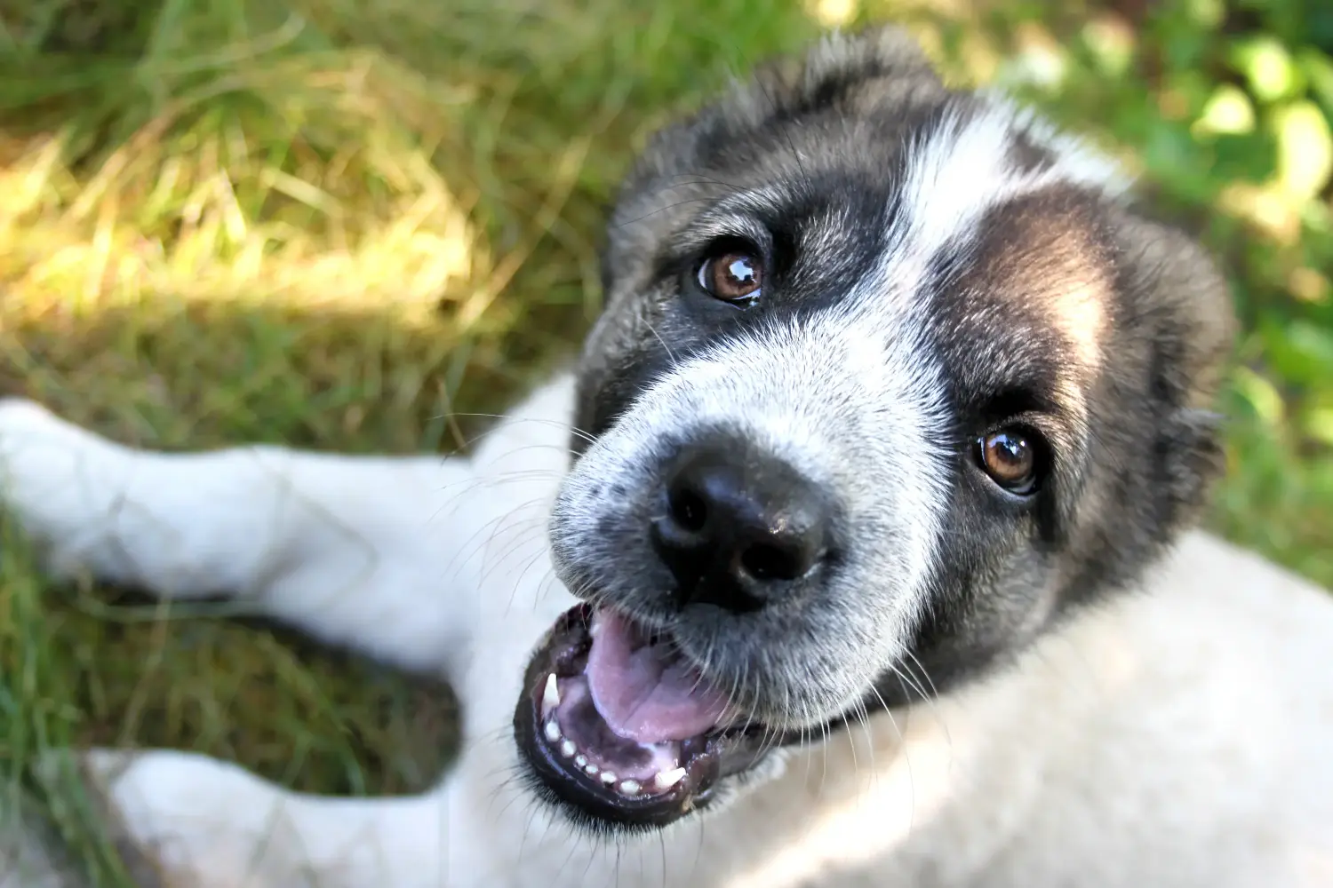 Buying a Central Asian Shepherd puppy means taking responsibility! Buy Central Asian Shepherd puppies.