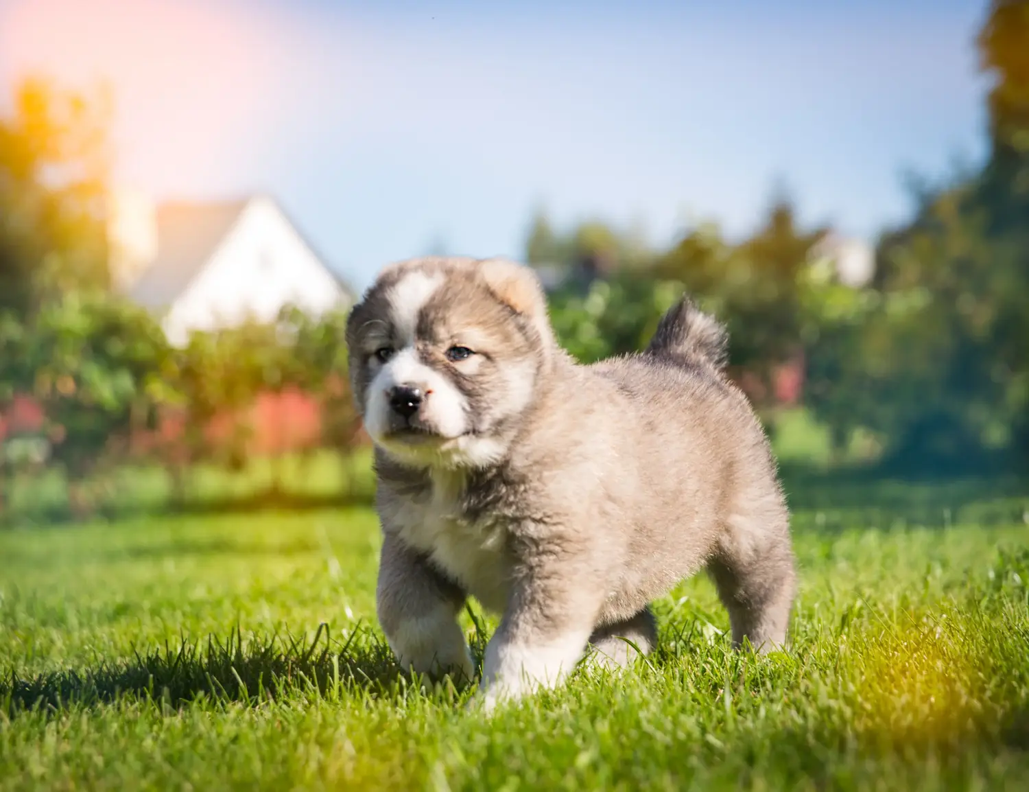 Buying a Central Asian Shepherd puppy means taking responsibility! Buy Central Asian Shepherd puppies.