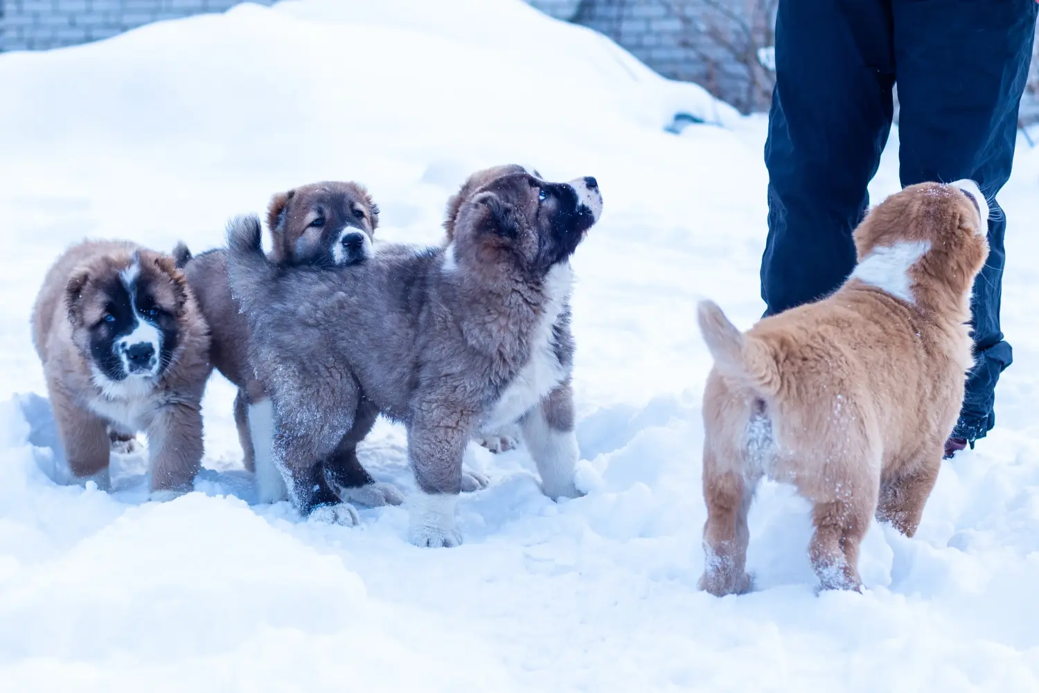Buying a Central Asian Shepherd puppy means taking responsibility! Buy Central Asian Shepherd puppies.