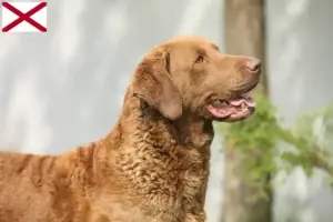 Read more about the article Chesapeake Bay Retriever breeders and puppies in Alabama