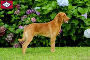 Read more about the article Chesapeake Bay Retriever breeders and puppies in Arkansas