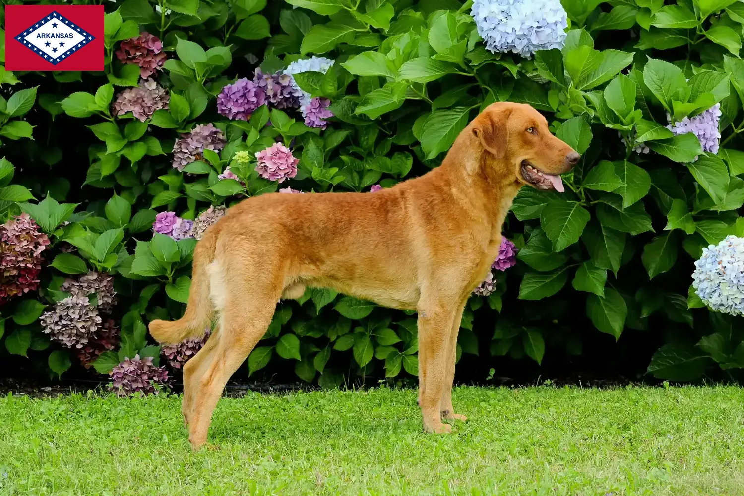 Chesapeake Bay Retriever puppies and breeders Arkansas Find Chesapeake Bay Retriever breeders in Arkansas.