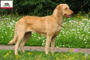 Read more about the article Chesapeake Bay Retriever breeders and puppies in California