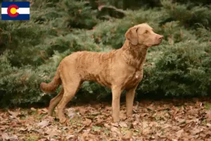Read more about the article Chesapeake Bay Retriever breeders and puppies in Colorado
