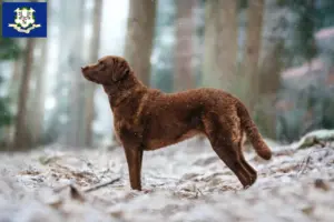 Read more about the article Chesapeake Bay Retriever breeders and puppies in Connecticut