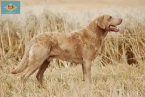 Read more about the article Chesapeake Bay Retriever breeders and puppies in Delaware