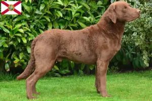Read more about the article Chesapeake Bay Retriever breeders and puppies in Florida