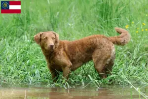 Read more about the article Chesapeake Bay Retriever breeders and puppies in Georgia