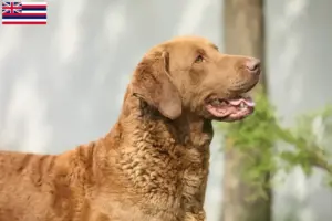 Read more about the article Chesapeake Bay Retriever breeders and puppies in Hawaii