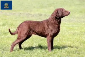 Read more about the article Chesapeake Bay Retriever breeders and puppies in Idaho