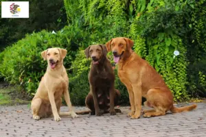 Read more about the article Chesapeake Bay Retriever breeders and puppies in Illinois