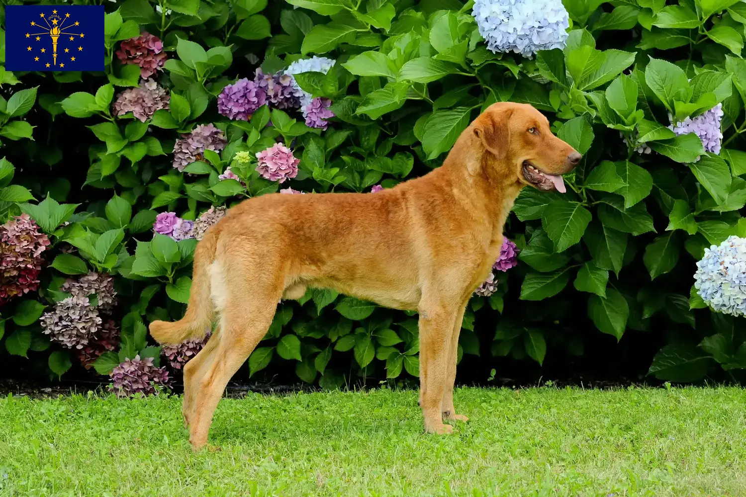 Read more about the article Chesapeake Bay Retriever breeders and puppies in Indiana