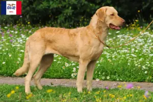 Read more about the article Chesapeake Bay Retriever breeders and puppies in Iowa