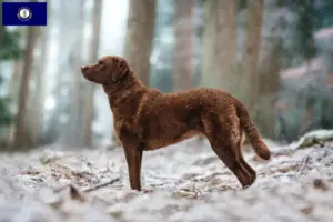Read more about the article Chesapeake Bay Retriever breeders and puppies in Kentucky