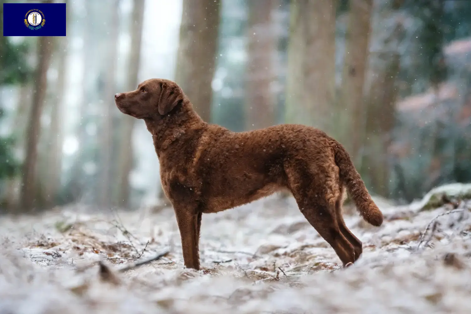 Read more about the article Chesapeake Bay Retriever breeders and puppies in Kentucky