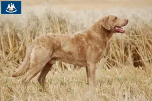 Read more about the article Chesapeake Bay Retriever breeders and puppies in Louisiana