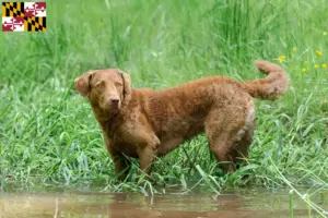 Read more about the article Chesapeake Bay Retriever breeders and puppies in Maryland