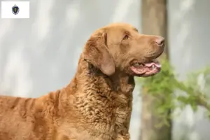 Read more about the article Chesapeake Bay Retriever Breeders and Puppies in Massachusetts
