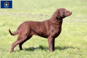 Read more about the article Chesapeake Bay Retriever breeders and puppies in Michigan