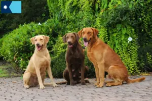 Read more about the article Chesapeake Bay Retriever breeders and puppies in Minnesota