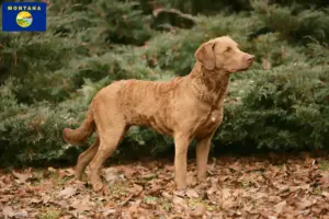 Read more about the article Chesapeake Bay Retriever breeders and puppies in Montana