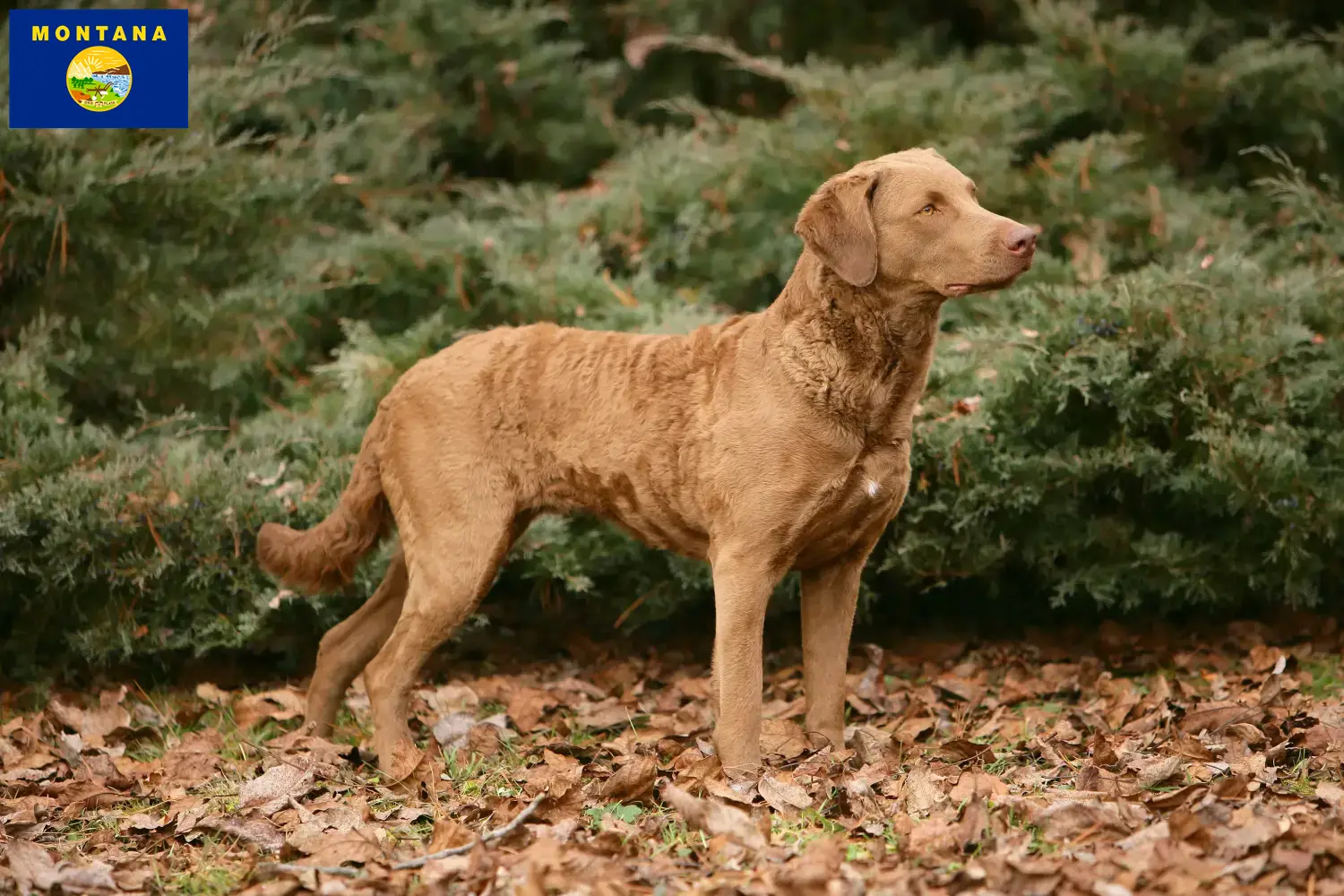Chesapeake Bay Retriever puppies and breeders Montana Find Chesapeake Bay Retriever breeders in Montana.