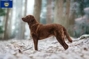 Read more about the article Chesapeake Bay Retriever breeders and puppies in Nebraska