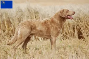 Read more about the article Chesapeake Bay Retriever breeders and puppies in Nevada