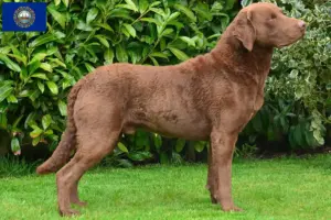 Read more about the article Chesapeake Bay Retriever breeders and puppies in New Hampshire