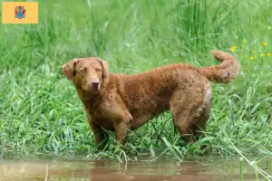 Read more about the article Chesapeake Bay Retriever breeders and puppies in New Jersey