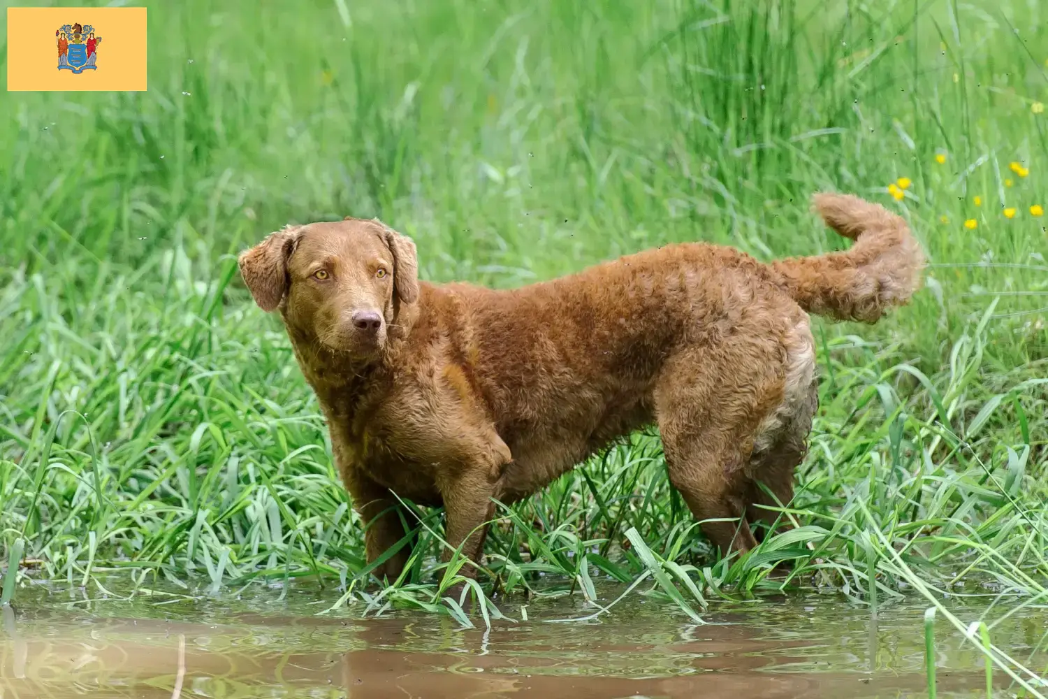 Chesapeake Bay Retriever puppies and breeders New Jersey Find Chesapeake Bay Retriever breeders in New Jersey.