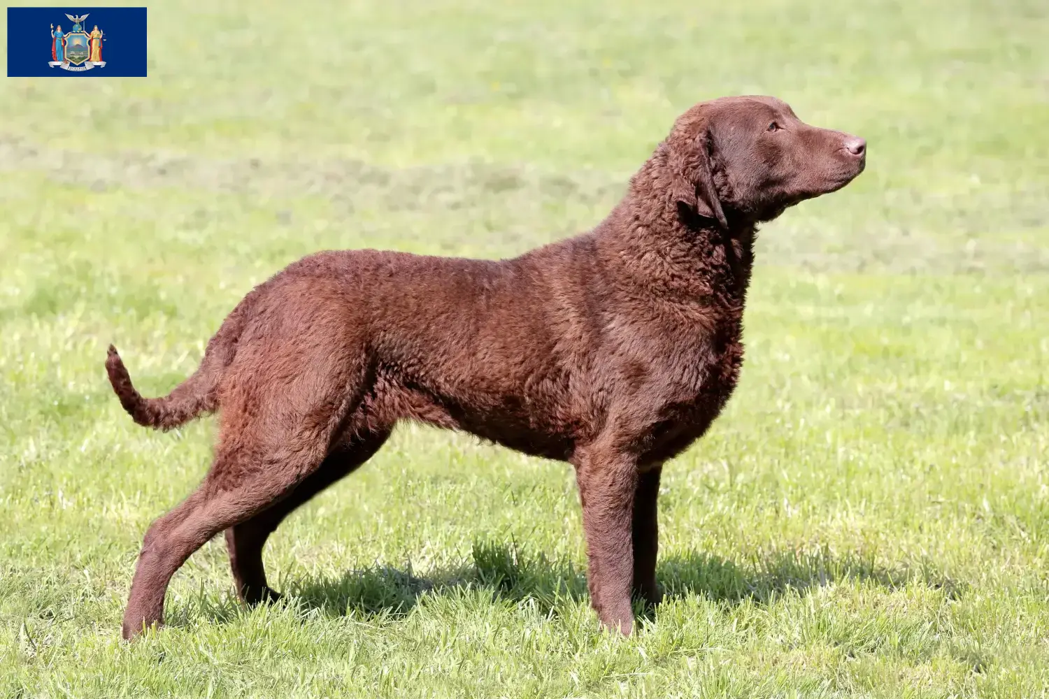 Read more about the article Chesapeake Bay Retriever breeders and puppies in New York