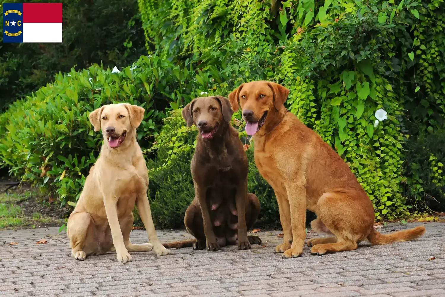 Read more about the article Chesapeake Bay Retriever breeders and puppies in North Carolina