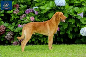 Read more about the article Chesapeake Bay Retriever breeders and puppies in North Dakota