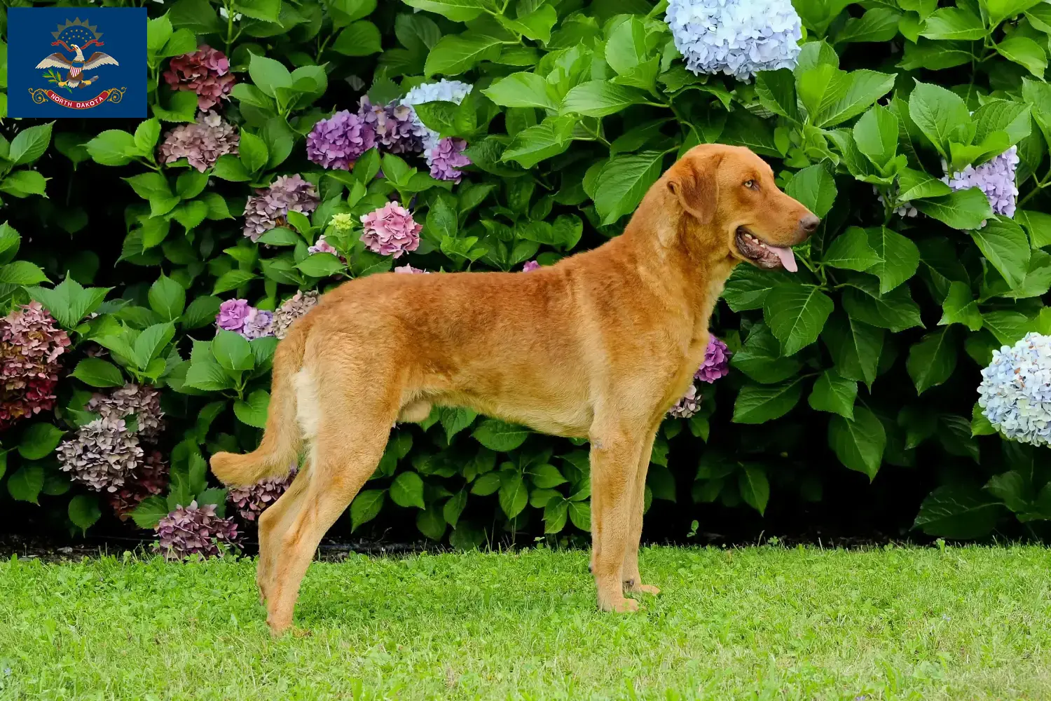 Read more about the article Chesapeake Bay Retriever breeders and puppies in North Dakota