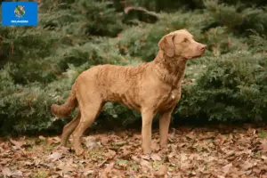 Read more about the article Chesapeake Bay Retriever breeders and puppies in Oklahoma