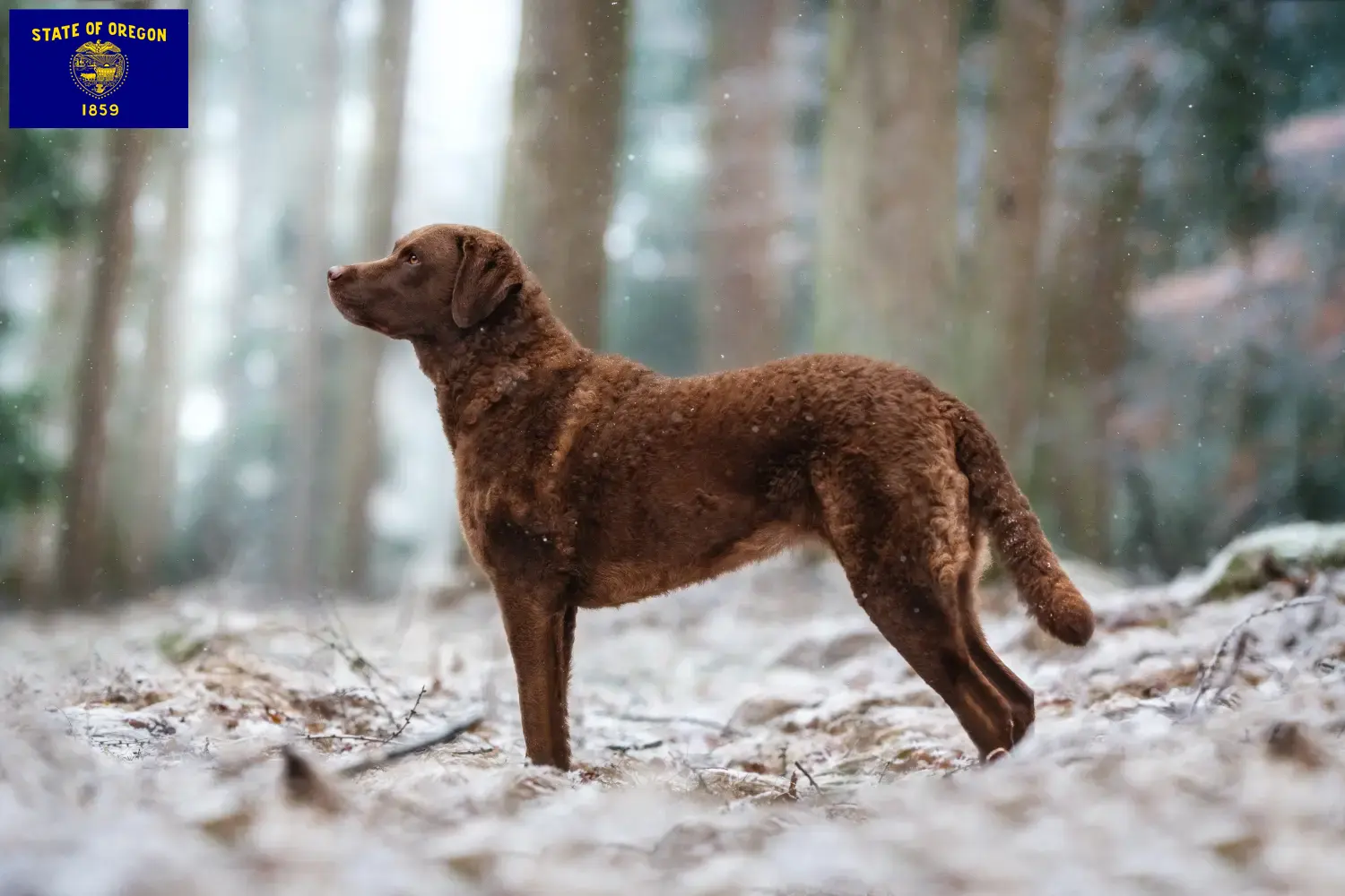 Chesapeake Bay Retriever puppies and breeders Oregon Find Chesapeake Bay Retriever breeders in Oregon.