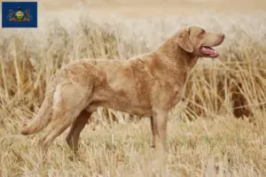 Read more about the article Chesapeake Bay Retriever breeders and puppies in Pennsylvania