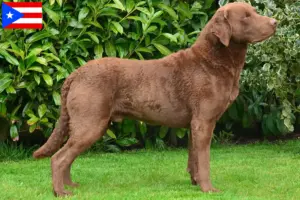 Read more about the article Chesapeake Bay Retriever breeders and puppies in Puerto Rico