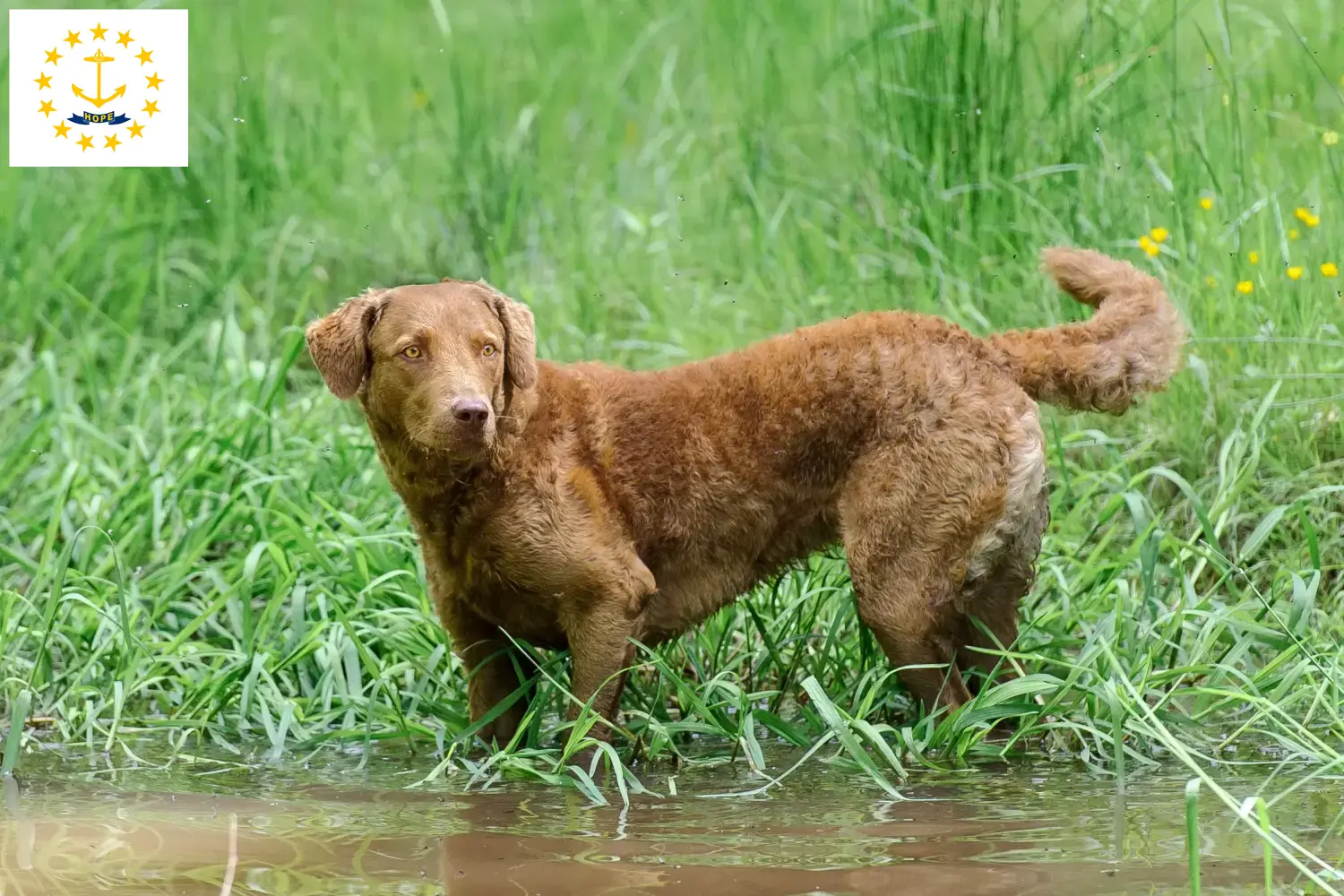 Read more about the article Chesapeake Bay Retriever breeders and puppies in Rhode Island