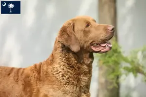 Read more about the article Chesapeake Bay Retriever breeders and puppies in South Carolina