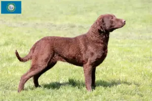 Read more about the article Chesapeake Bay Retriever breeders and puppies in South Dakota