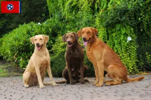 Read more about the article Chesapeake Bay Retriever breeders and puppies in Tennessee